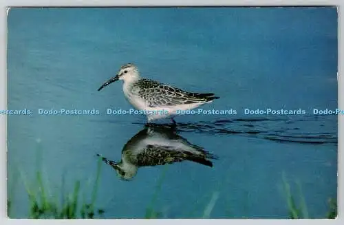 R736311 Curlew Sandpiper J Salmon Sevenoaks