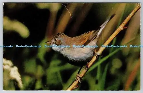 R736323 British Birds Lesser White Throat J Salmon Sevenoaks Eng