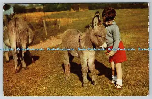 R736484 Children With Donkey J Salmon Sevenoaks Eng