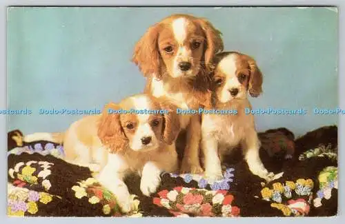 R736510 King Charles Spaniel Welpen J Salmon Sevenoaks