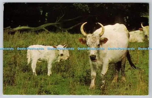 R736685 Chillingham Cattle J Salmon Sevenoaks Kent England Chillingham Wild Catt