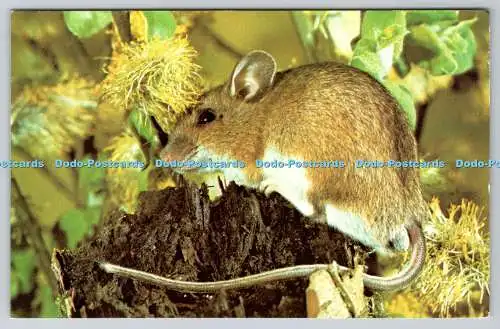 R736712 Long Tailed Woodmouse Photo Precision Wildlife Series Colourmaster Inter