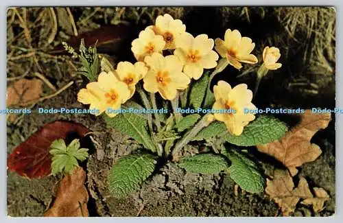 R736713 British Wild Flowers Primrose J Salmon Sevenoaks