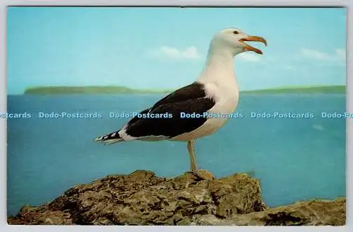 R736715 Great Black Backed Gull J Salmon Sevenoaks