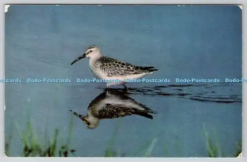 R736824 Curlew Sandpiper J Salmon Sevenoaks