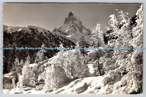 R737105 Bei Zermatt Verschneite Lerchen an der Mattervispa Matterhorn 4478m Gyg