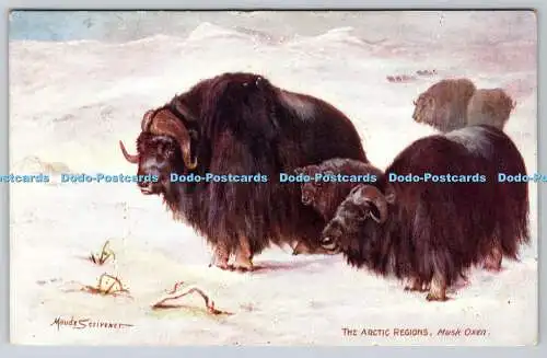 R737354 The Arctic Regions Moschusochsen Raphael Tuck and Sons Oilette Wide Wor