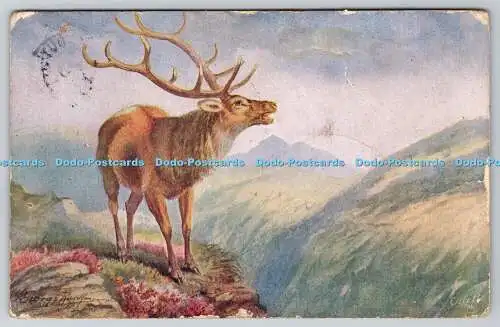 R737442 Die Wapiti Wildtiere Raphael Tuck und Söhne Oilette Postkarte Nr 3210 G