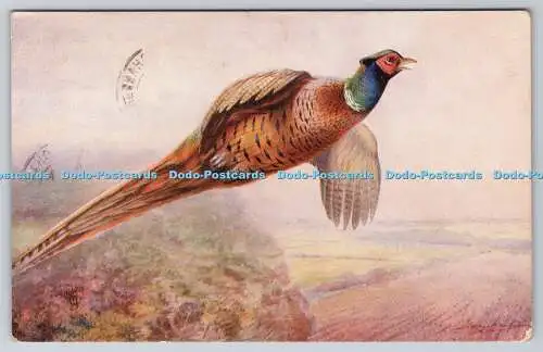 R737478 Fasane Britische Wildvögel Raphael Tuck and Sons Ltd Oilette Postkarte