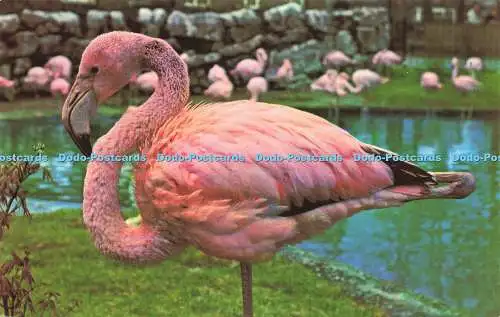 R576341 Rosy Flamingo M Lyster Zoological Society of London