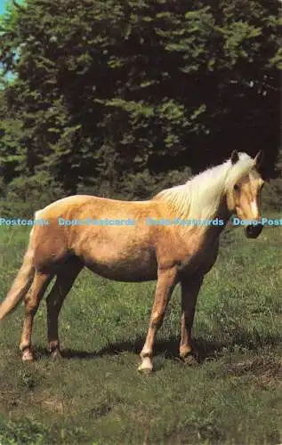 R576508 Pferd