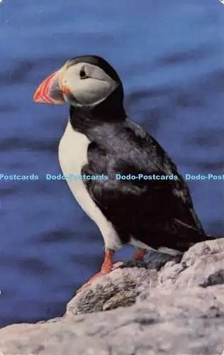 R576530 Papageientaucher Lachs