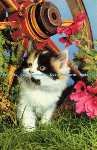 R576559 Cat Kitten Hinde