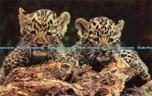 R576867 Chinese Leopard Cubs M Lyster Zoological Society of London