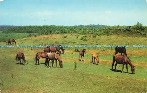 R577040 New Forest Ponys 1977 Colourmaster International Precision