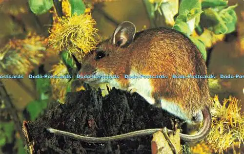 R577095 Long Tailed Woodmouse Colourmaster International Precision Wildlife Seri