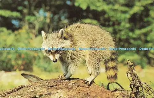 R577102 Mr Racoon T Overcash Dexter Press