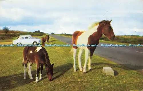R577249 Dartmoor Ponys 1965