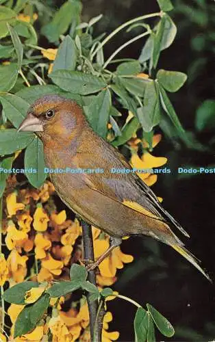 R582430 Greenfinch J Salmon John Markham F R P S