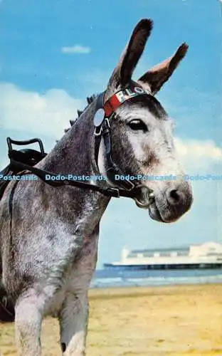 R582474 Beach Donkey D Constance John T Pullen 1969