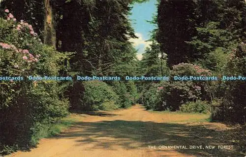 R578125 New Forest The Ornamental Drive J Salmon Cameracolour 1970