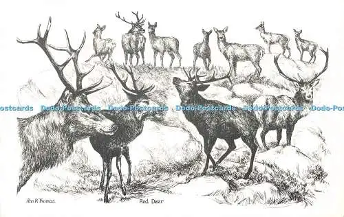 R577467 Ann R Thomas Red Deer Tarbert Argyll Scotland