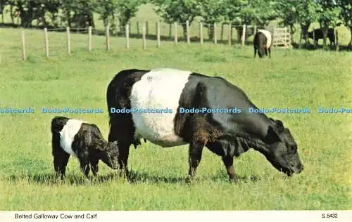 R580375 Belted Galloway Cow and Calf E T W Dennis Photocolour