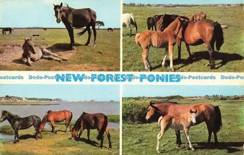 R582637 New Forest Ponys E T W Dennis Photocolour Multi View 1979