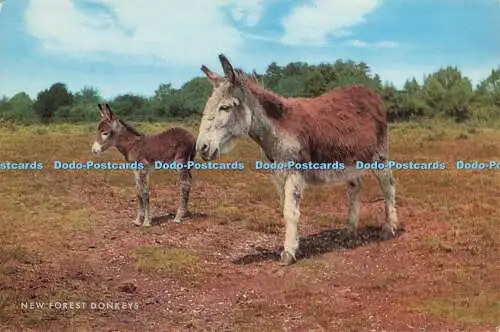 R580399 New Forest Donkeys J Salmon Cameracolour