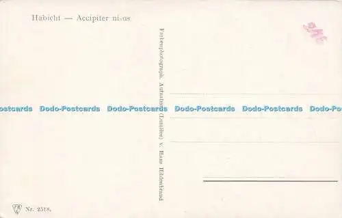 R577499 Habicht Accipiter nisus F R G No 2518 Hans Hildenbrand