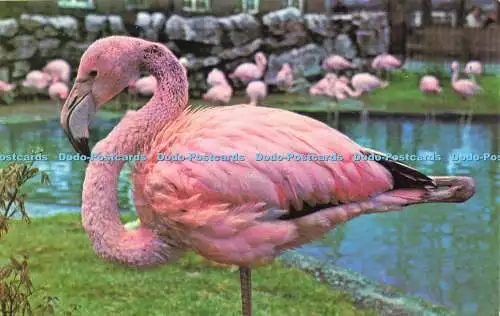 R577705 Rosy Flamingo M Lyster Zoological Society of London