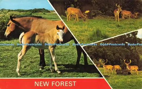 R580771 New Forest E T W Dennis Photocolour Multi View 1972