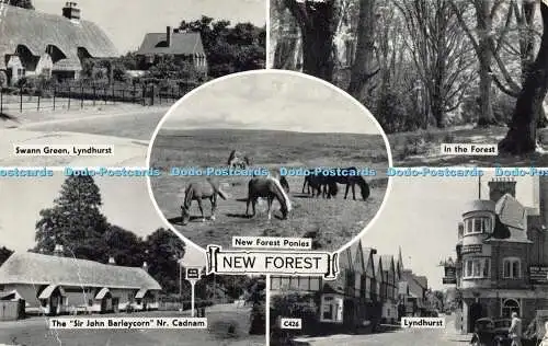 R583038 New Forest New Forest Ponys Lyndhurst im Wald Multi View 1966