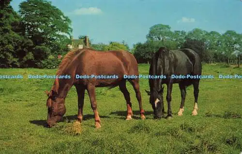 R578001 Weißes und schwarzes Pferd auf der Wiese J Lachs 1975