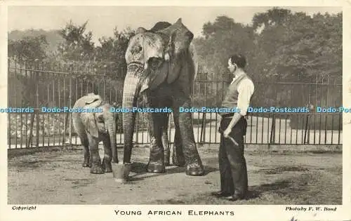 R584834 Young African Elephants Zoological Society of London F W Bond 1934