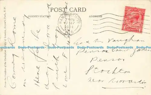 R584834 Young African Elephants Zoological Society of London F W Bond 1934