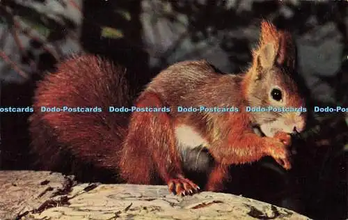 R580933 Red Squirrel J Salmon 1964