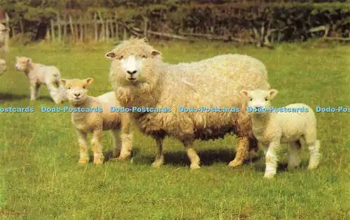 R581027 Sheep in meadow Photo Precision Limited Colourmaster International