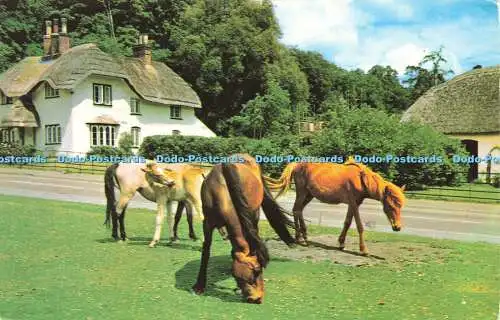 R581029 New Forest Ponys Photo Precision Limited Colourmaster International 197