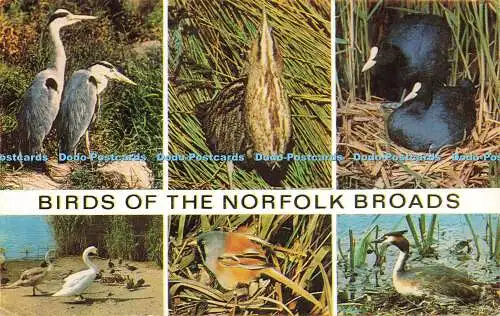 R584964 Birds of the Norfolk Broads Reiher Bitter Coot Mute Swans J Salmon Camer