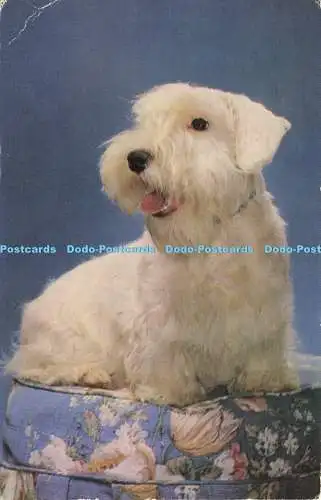 R585147 Sealyham Terrier J Salmon Cameracolour 1974