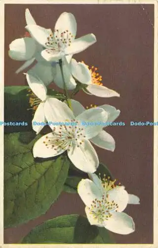 R585222 Wilder Jasmin Nenke und Ostermaier Photochromie Serie 652 Nr 1846 1939