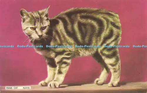 R579192 Manx Cat