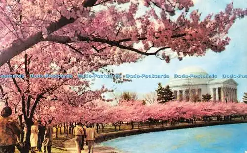 R579199 Washington D C Thomas Jefferson Memorial Cherry Blossom Time Capsco