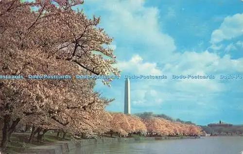 R579202 Washington D C Washington Monument Cherry Blossom Time Capsco Großhändler