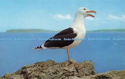 R579268 Great Black Backed Gull J Salmon Cameracolour