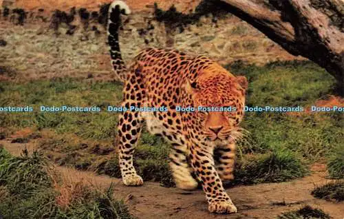 R581425 Somerset Leopard im Cricket St Thomas Wild Life Park an der A 30 J Salmo