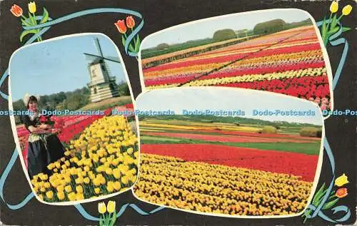 R579303 Holland Champs de Tulipes De Muinck Multi View 1962