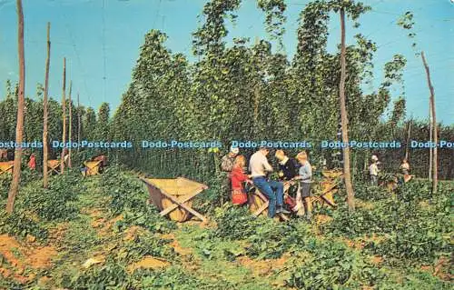 R579592 Hop Picking D V Bennett Fotoansicht