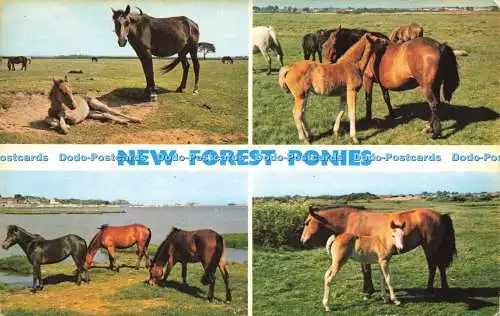 R581759 New Forest Ponys E T W Dennis Photocolour Multi View